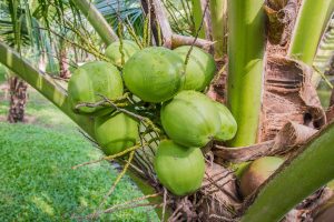 masca de fata cu ulei de cocos pentru riduri