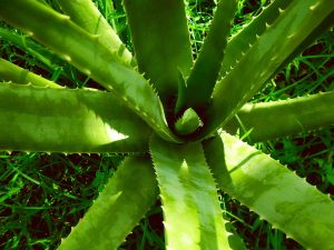 masca de par cu aloe vera facuta in casa