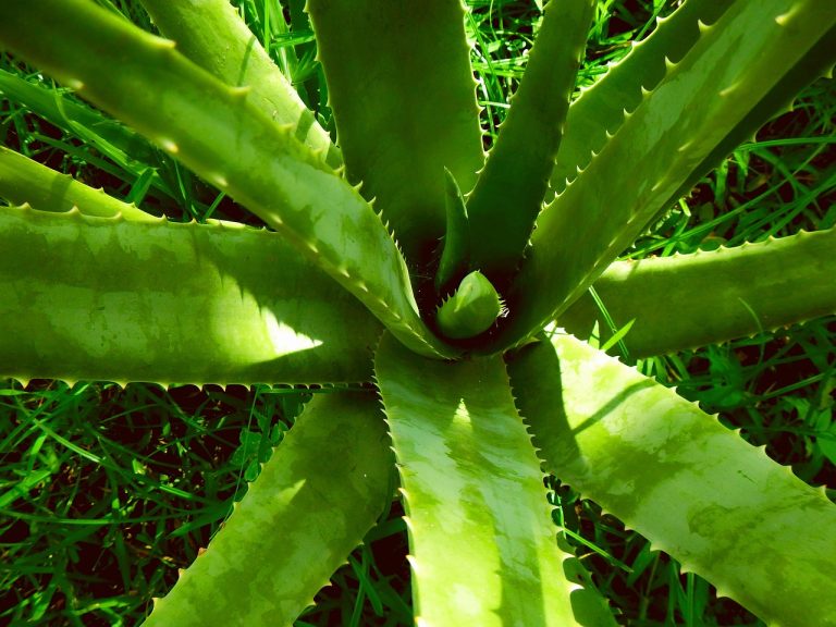 masca de par cu aloe vera facuta in casa